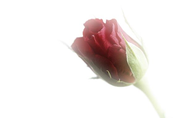faded rose image